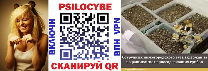 Купить где  Микунь  Галлюциногенные грибы Psilocybine cubensis 